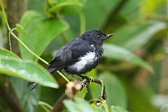 White-sided Flowerpiercer